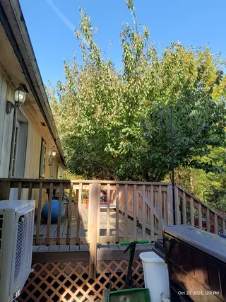 Trim two fruit trees