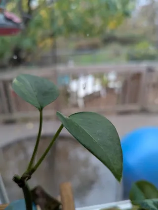 Golden Pothos Stem Cuttings