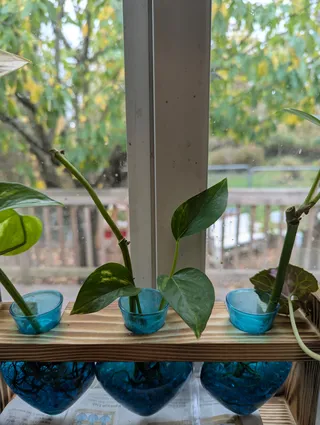Golden Pothos Stem Cuttings