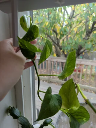 Golden Pothos Stem Cuttings